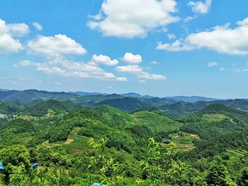 有关于贵州凤冈:交出“干净”的黔茶答卷的新闻