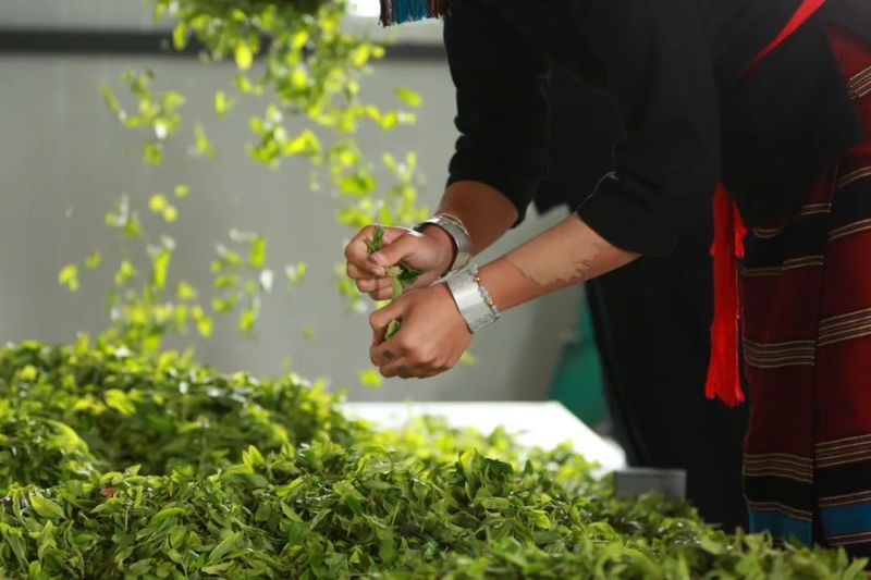 关于糯良乡:党建引领怕拍茶叶产业链建设,打造佤寨致富发展新样板的最新消息(1)