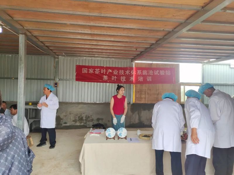 关于糯良乡：党建引领怕拍茶叶产业链建设，打造佤寨致富发展新样板的最新消息(6)