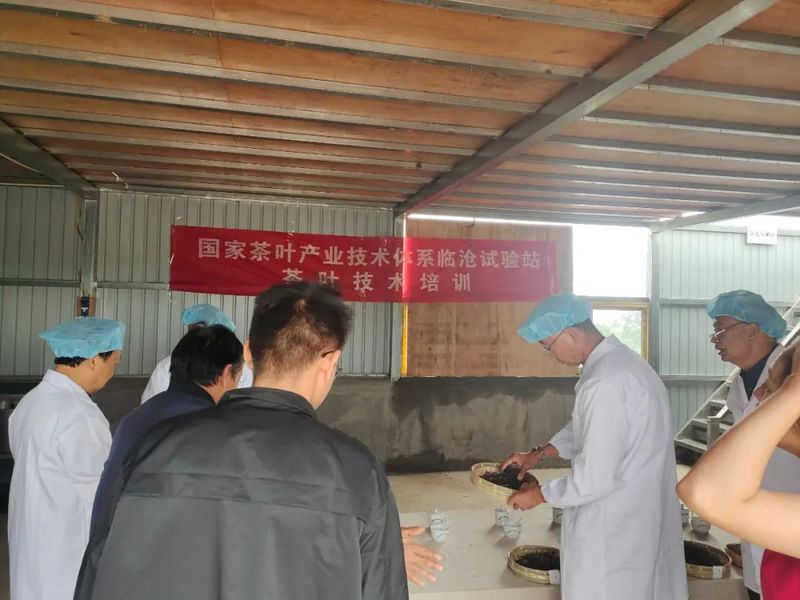 关于糯良乡：党建引领怕拍茶叶产业链建设，打造佤寨致富发展新样板的最新消息(5)