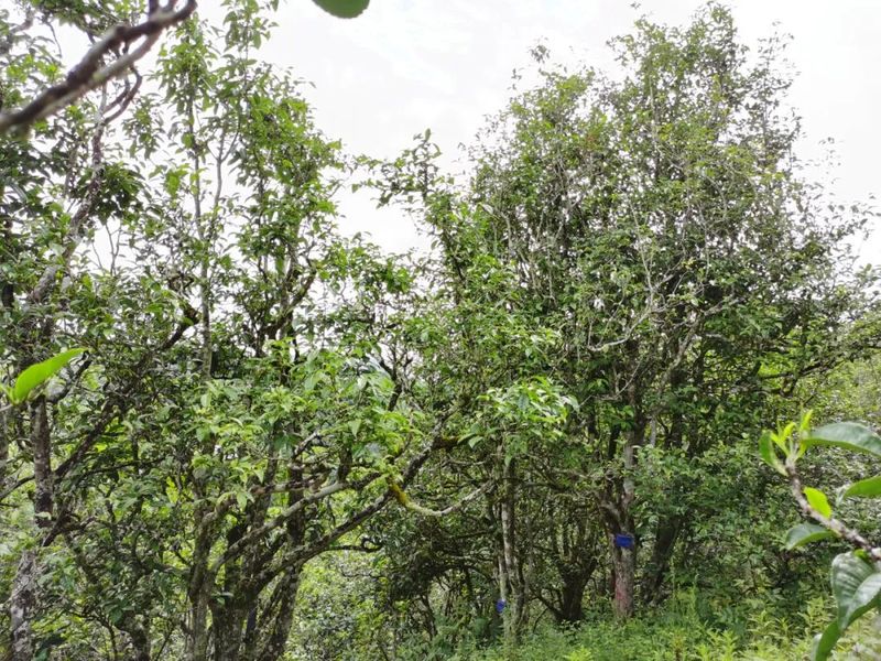 关于糯良乡：党建引领怕拍茶叶产业链建设，打造佤寨致富发展新样板的最新消息(3)