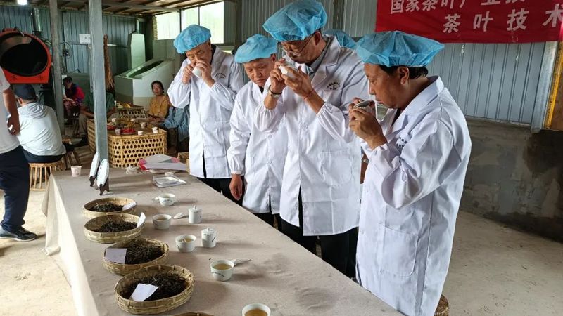 关于糯良乡：党建引领怕拍茶叶产业链建设，打造佤寨致富发展新样板的最新消息(2)