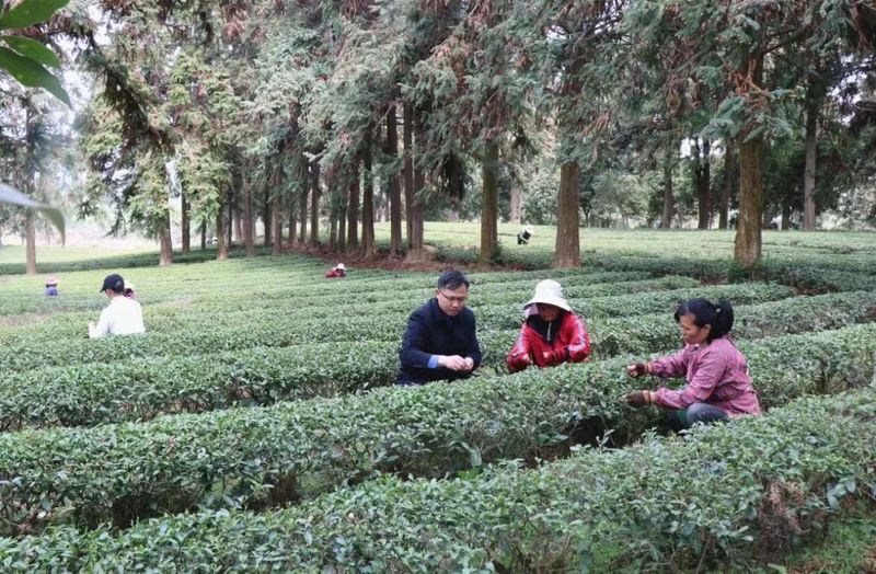 关于浮梁春茶产销两旺，夏茶蓄势待发！的信息