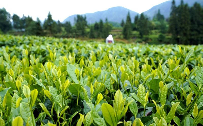 关于湄潭:满地翠芽绿 处处夏茶香的新闻(3)