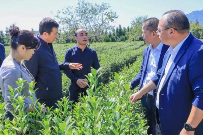 关于浙江常山“茶状元”的“破圈”之旅的相关内容