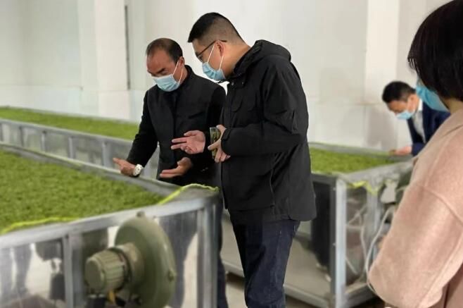 关于浙江常山“茶状元”的“破圈”之旅的相关内容(1)