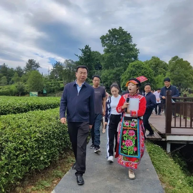 关于康县举办2023年县级人才项目——茶叶产业技能人才培训班的新闻(2)