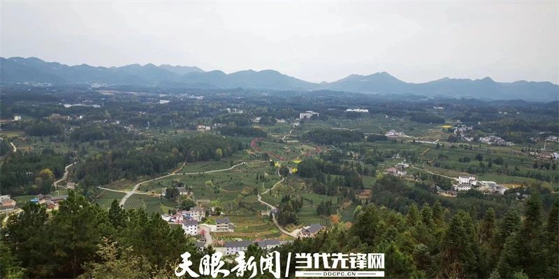 有关于一片茶,“绿叶子”变成“金叶子”|凤冈田坝茶产业闯出高质量发展新路的相关信息