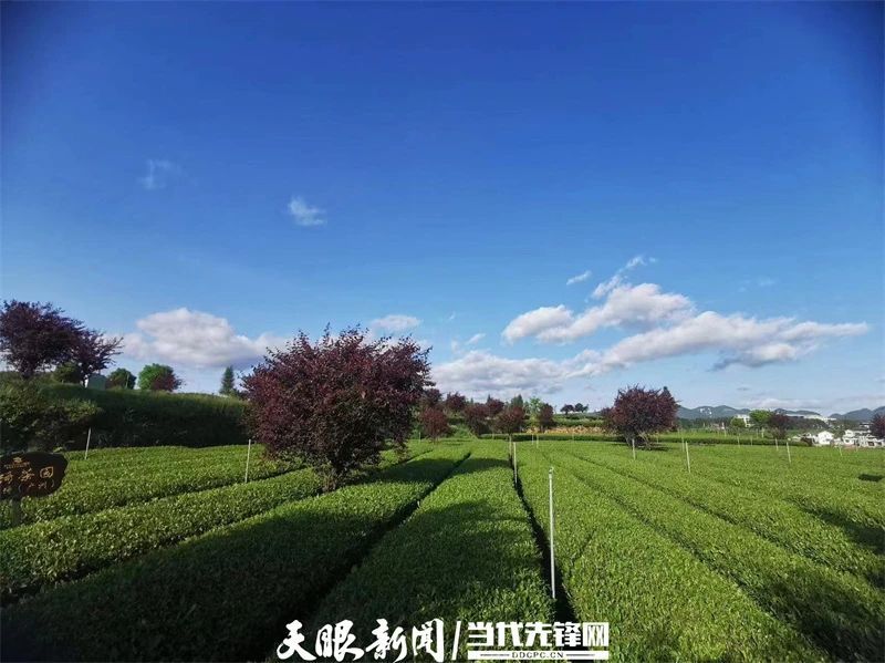 有关于一片茶,“绿叶子”变成“金叶子”|凤冈田坝茶产业闯出高质量发展新路的相关信息(2)