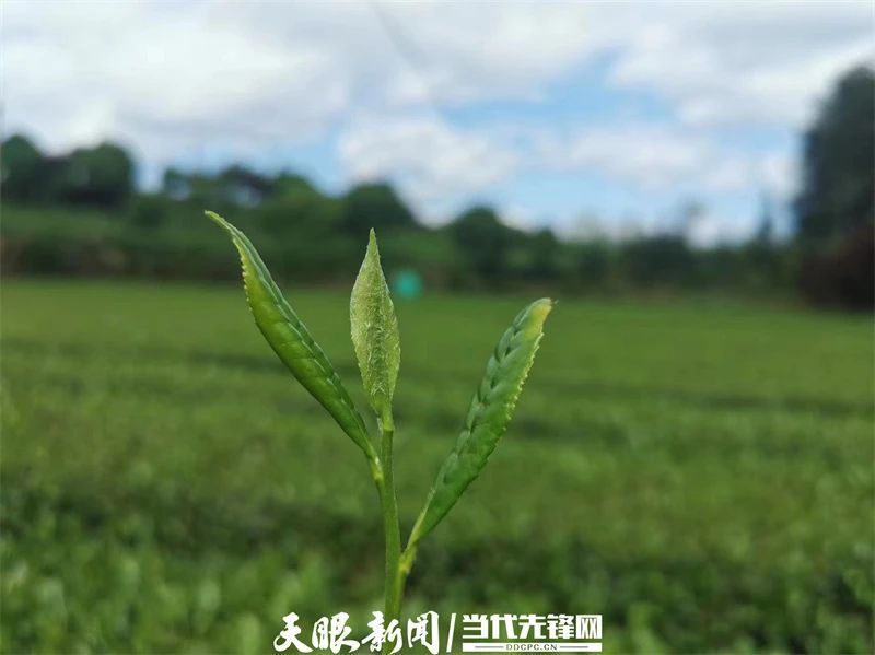 有关于一片茶,“绿叶子”变成“金叶子”|凤冈田坝茶产业闯出高质量发展新路的相关信息(3)