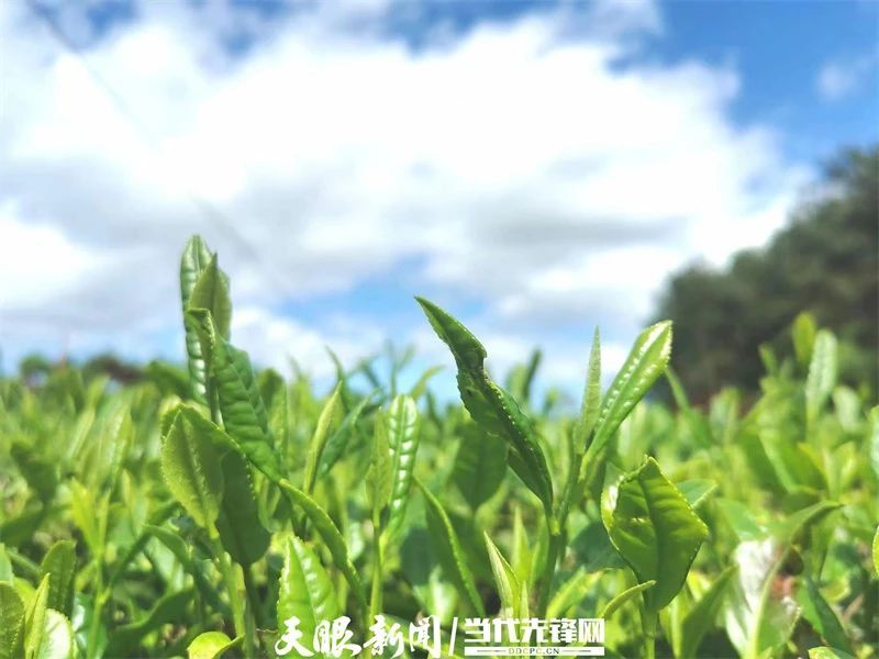 有关于一片茶,“绿叶子”变成“金叶子”|凤冈田坝茶产业闯出高质量发展新路的相关信息(4)