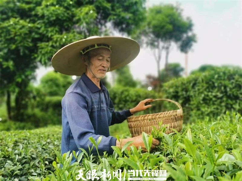 有关于一片茶,“绿叶子”变成“金叶子”|凤冈田坝茶产业闯出高质量发展新路的相关信息(1)