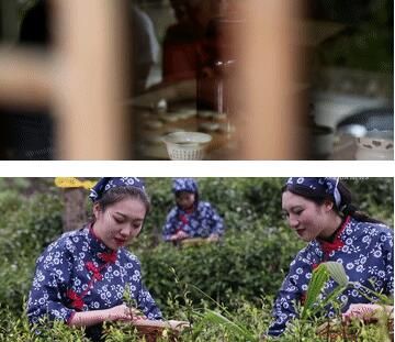 有关于做好“土特产”文章:茶香飘四海的消息