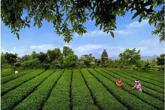 有关于差点失传的茶叶，是如何帮助湖北山区脱贫的？的内容(2)