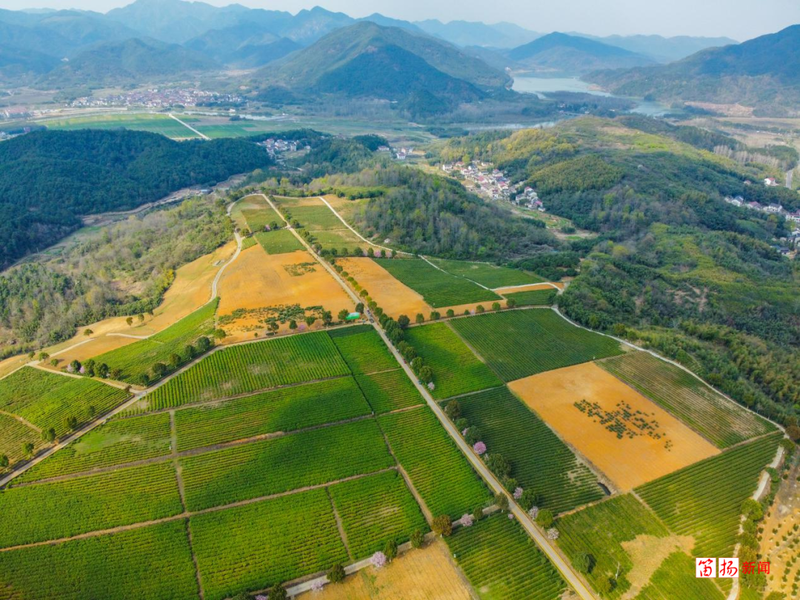 有关于柯桥区王坛镇：茶香飘千里 乡贤助振兴的信息