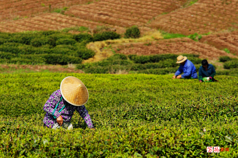 有关于柯桥区王坛镇：茶香飘千里 乡贤助振兴的信息(2)