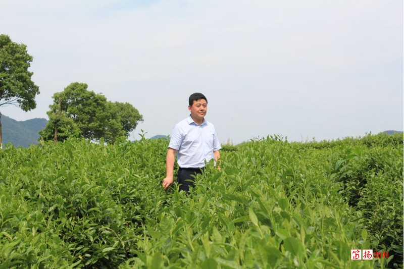 有关于柯桥区王坛镇：茶香飘千里 乡贤助振兴的信息(1)