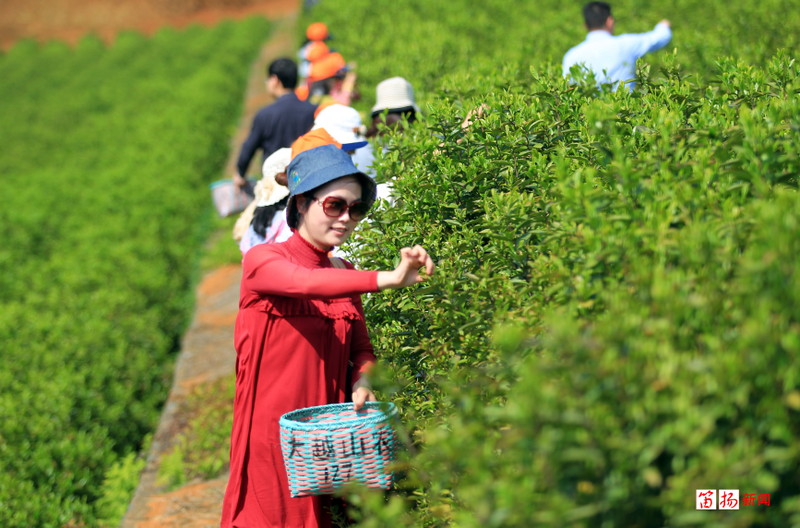 有关于柯桥区王坛镇：茶香飘千里 乡贤助振兴的信息(4)