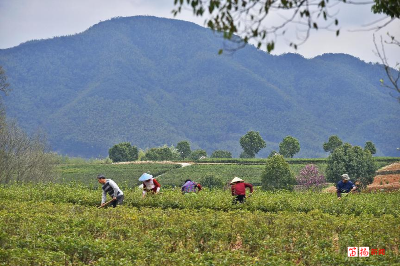 有关于柯桥区王坛镇：茶香飘千里 乡贤助振兴的信息(3)