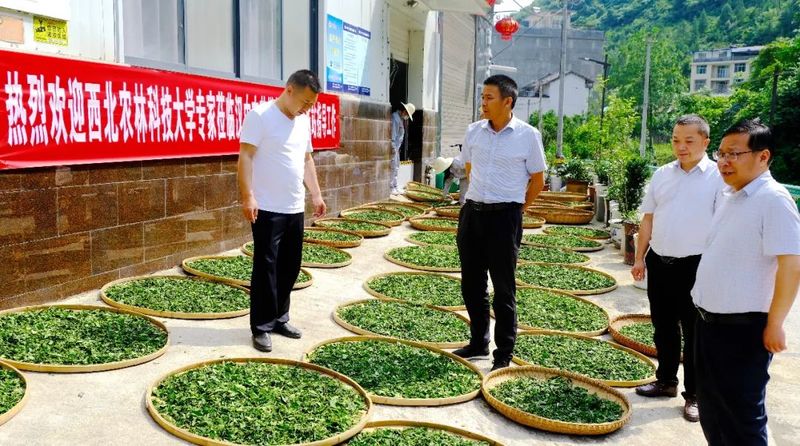 有关于茶专家实地调研指导 助推镇巴茶产业高质量发展的资讯