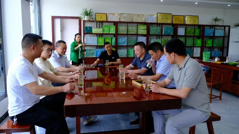 有关于茶专家实地调研指导 助推镇巴茶产业高质量发展的资讯(1)