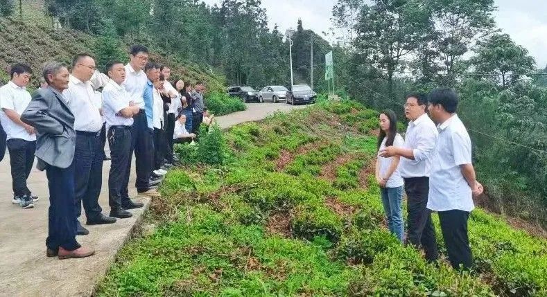关于高棉乡组织乡人大代表到坡望茶园调研茶产业发展情况的消息