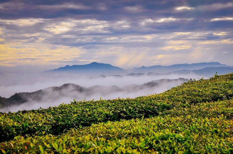 有关于管阳唱响一片叶子的“共富曲”的相关信息(1)