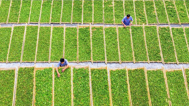 有关于管阳唱响一片叶子的“共富曲”的相关信息(4)