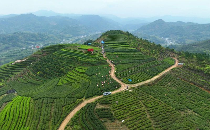 有关于管阳唱响一片叶子的“共富曲”的相关信息