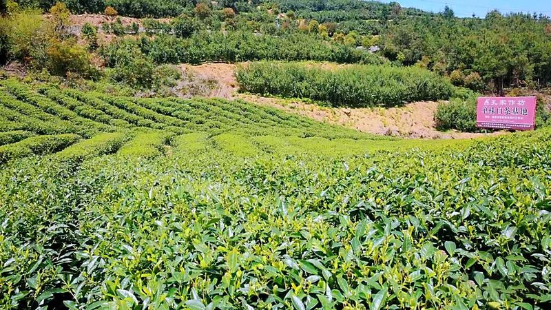 有关于管阳唱响一片叶子的“共富曲”的相关信息(3)