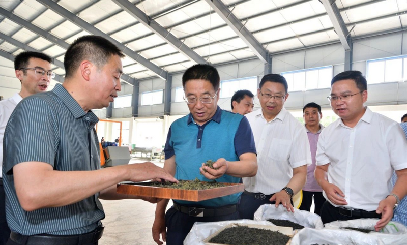 有关于冯云波：延长加粗产业链条 推动茶叶产业高质量发展的资讯