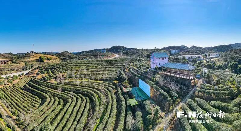 有关于“人间第一香”飘向新丝路 福州茉莉花茶迎新一轮发展机遇的新闻