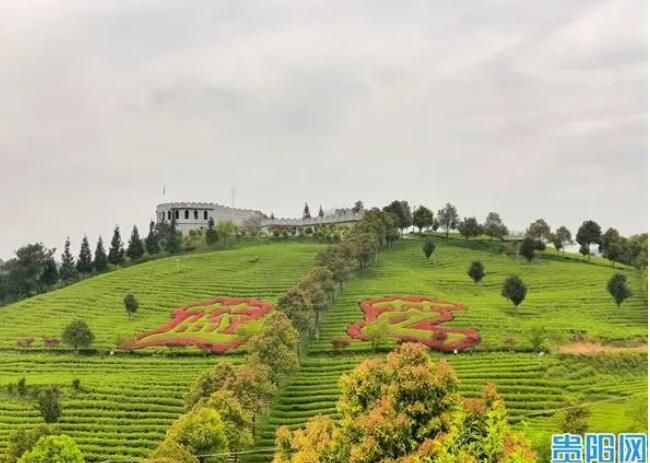 有关于贵阳贵安大力发展生态茶产业的内容(1)