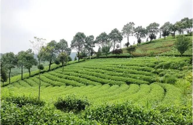 有关于贵阳贵安大力发展生态茶产业的内容