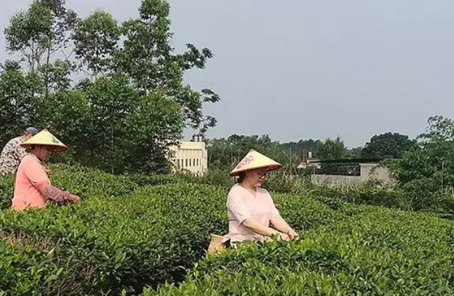 关于广西兴业县多举措推进茶产业高质量发展的信息(1)