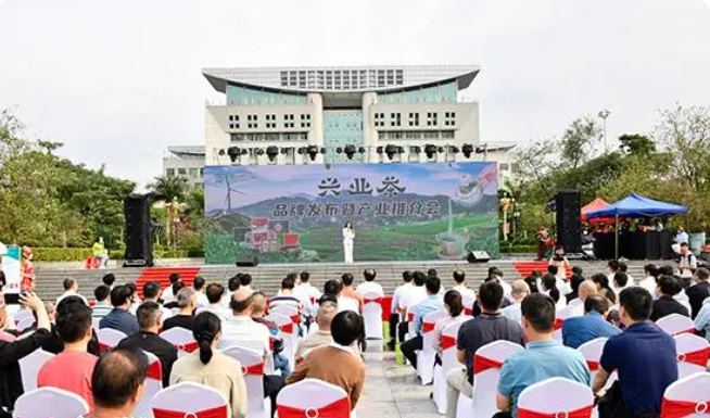 关于广西兴业县多举措推进茶产业高质量发展的信息