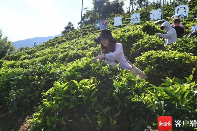 关于媒体人在五指山体验采茶、炒茶的相关信息(2)