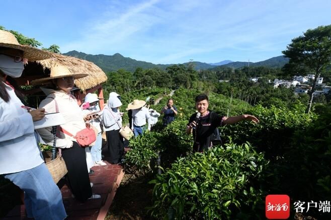 关于媒体人在五指山体验采茶、炒茶的相关信息(1)