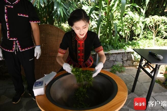 关于媒体人在五指山体验采茶、炒茶的相关信息(6)