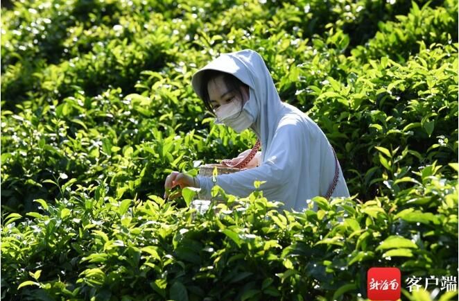 关于媒体人在五指山体验采茶、炒茶的相关信息(4)