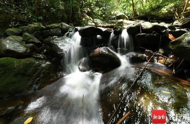 关于媒体人在五指山体验采茶、炒茶的相关信息(9)