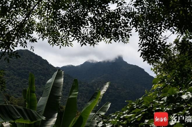 关于媒体人在五指山体验采茶、炒茶的相关信息(11)