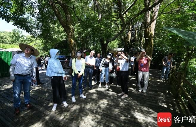 关于媒体人在五指山体验采茶、炒茶的相关信息(8)