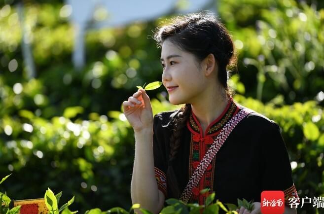 关于媒体人在五指山体验采茶、炒茶的相关信息(5)
