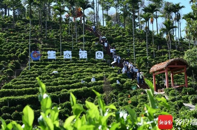 关于媒体人在五指山体验采茶、炒茶的相关信息(3)