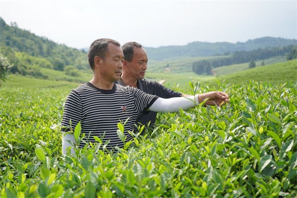 关于贵州岑巩：茶叶采收忙  “绿叶”变“金叶”的消息(1)