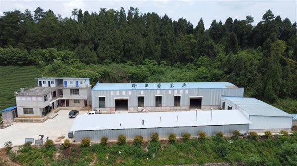 关于贵州岑巩：茶叶采收忙  “绿叶”变“金叶”的消息(3)