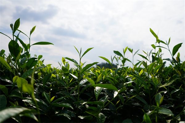 关于贵州岑巩：茶叶采收忙  “绿叶”变“金叶”的消息(2)