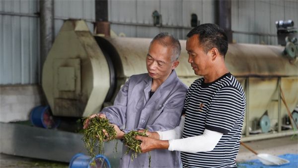 关于贵州岑巩：茶叶采收忙  “绿叶”变“金叶”的消息(4)