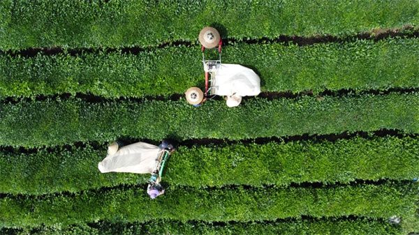 关于贵州岑巩：茶叶采收忙  “绿叶”变“金叶”的消息